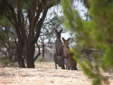 Australian Open - Welkom in Mungo !