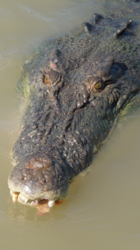 Northern Territory - Crocs in the Murray river Australië