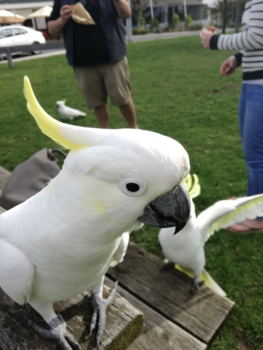 Victoria (Australië) - Mooi wildlife.