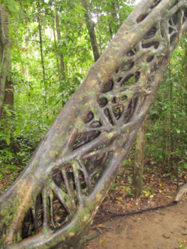 Great Ocean Road - De vlecht in daintree nationaal park
