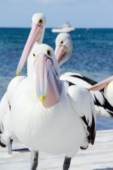 Kangaroo Island - Pelican