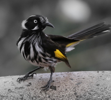 Kangaroo Island - Uitzicht vanuit mijn lodge, op een prachtig vogeltje