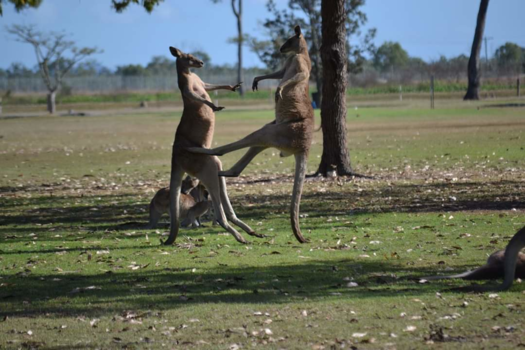 Atherton Tablelands - Fighting kangeroos