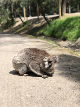 Victoria (Australië) - Great Ocean Road Koala