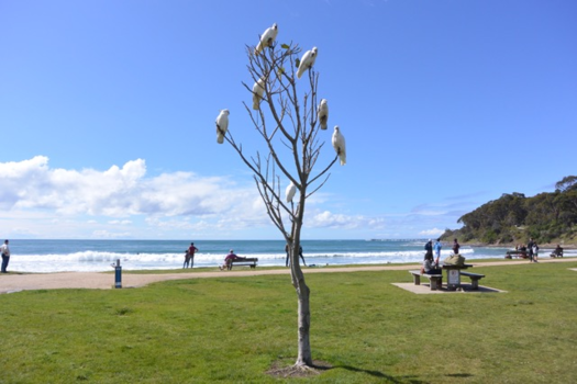 Victoria (Australië) - Beach birds