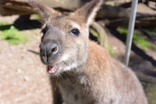 Adelaide - Funny kangaroo