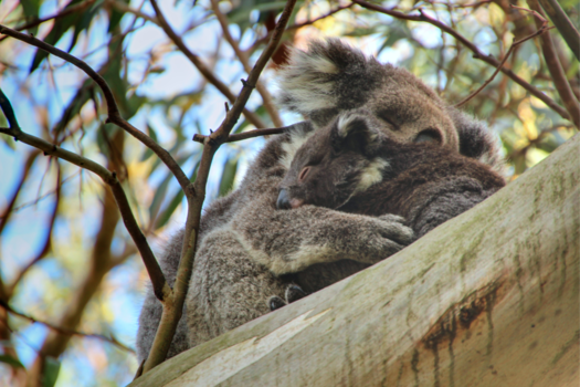Zuidkust van Western Australia - Koala met jong, Great Otway National Park