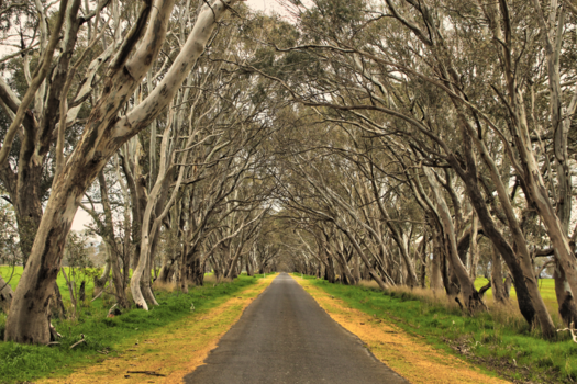 Victoria (Australië) - Weg in Zuid Australië