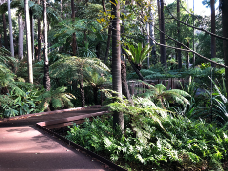 Melbourne - Melbourne botanic garden