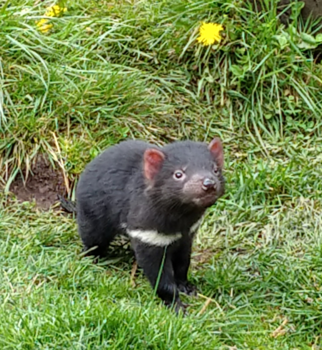 Tasmanië - Tassie Devil