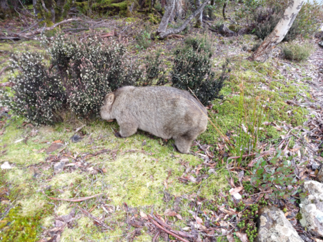Tasmanië - Willy Wombat
