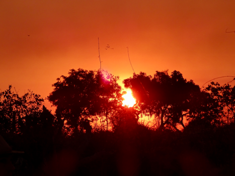 Sydney - Botswana on fire