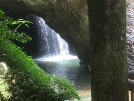 Victoria (Australië) - Rain forrest Upper Creek