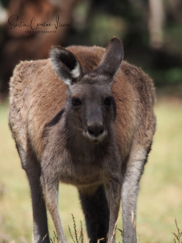 Victoria (Australië) - In the Grampians