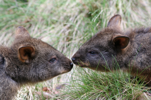 New South Wales - Love Down Under