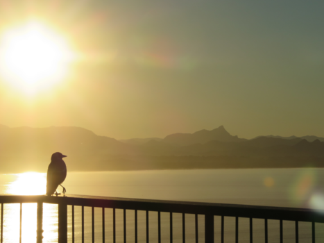 Byron Bay - Little birdy overlooking Byron