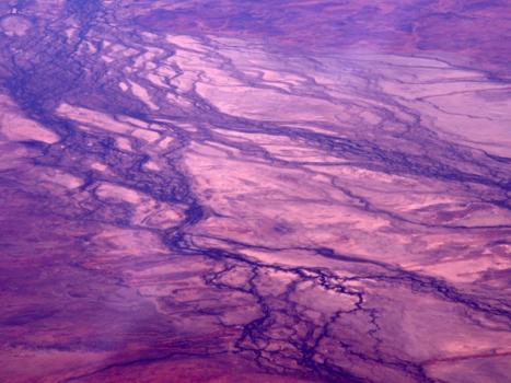 Queensland - Purple Dream