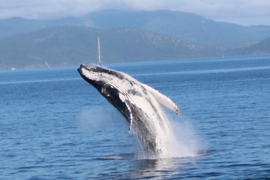 Whitsunday Islands - Een spetterende verrassing