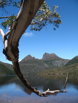 Tasmanië - cradle mountain NP