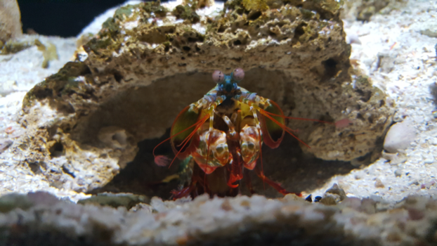 Perth - Colourful creature