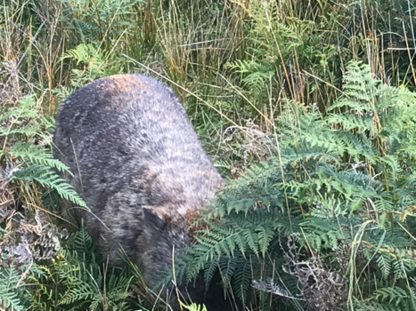 Christmas Island - Wildlife walk wombats