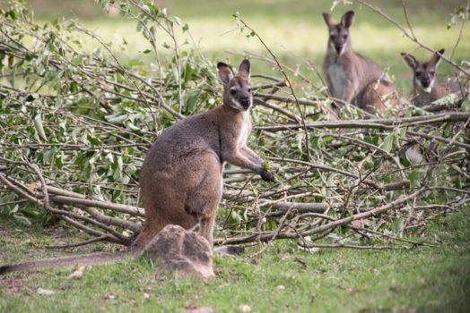 Blue Mountains - Hey mate, what are you looking at?