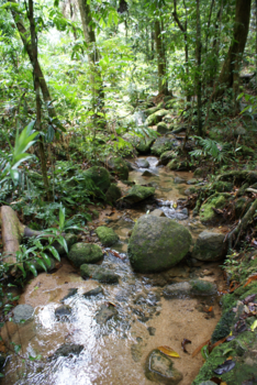 Cairns - Rainforest Cairns