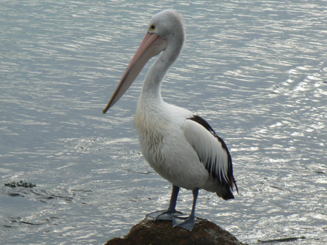 Victoria (Australië) - Zo trots als een...Pelikaan.