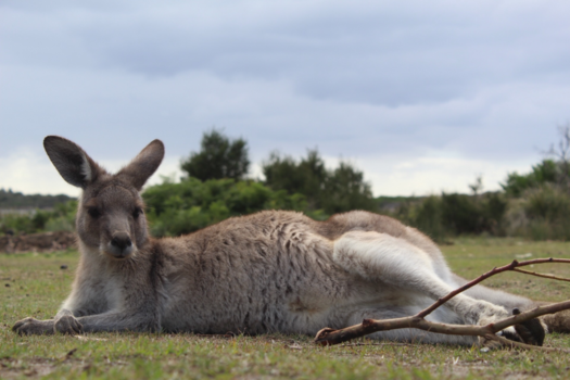 Tasmanië - Joe the Kangaroo
