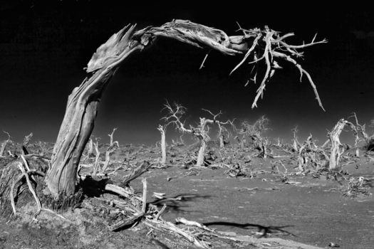 Chinatown Broome - Ejina Qi dead forest
