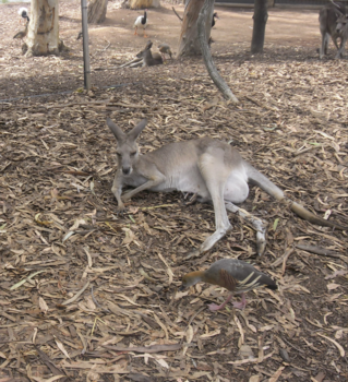 Queensland - Just a chilling kangaroo with her Joey