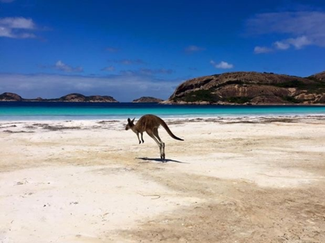 Western Australia - Hop hop