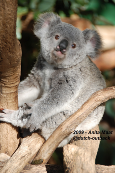 Brisbane - Cute Koala at Lone Pine Koala Sanctuary
