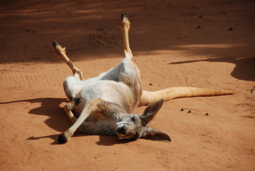 Brisbane - Een greep uit mijn collectie