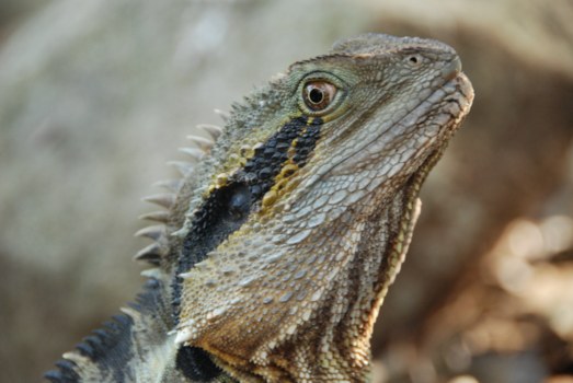 Brisbane - Een greep uit mijn collectie