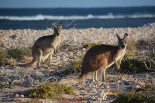 Western Australia - Kangaroe's in Cape Range NP