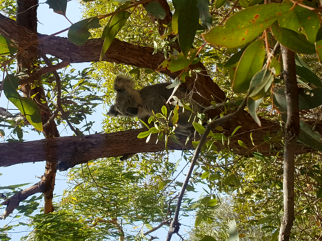 Queensland - Schattige koala op FRASER ISLAND