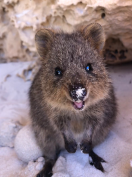 Rottnest Island - Quokka
