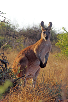 Western Australia - Kangoeroe ik kijk je aan en ben nieuwsgierig