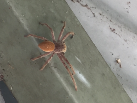 Northern Territory - Nothing compares to you