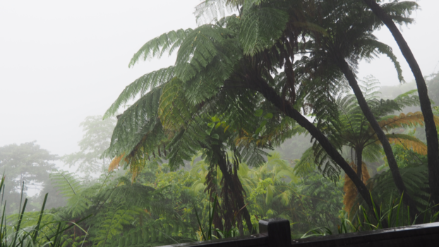 Rondreis oostkust Australië - regen