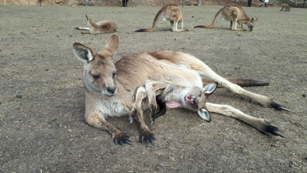 Tasmanië - Joey wil liever in de buidel blijven!