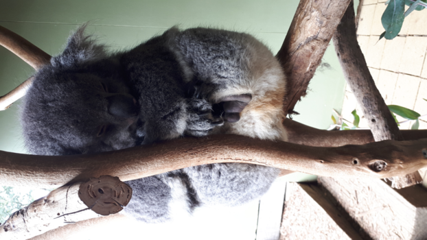 Tasmanië - Slapende koala
