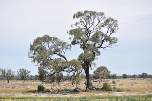 Victoria (Australië) - The will to grow.. (whatever happens)