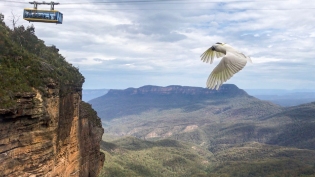 Blue Mountains - Bezoek van een papegaai in The Blue Mountains.
