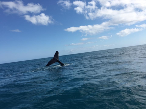 Hervey Bay Marine Park - Whale whale whale what do we have here