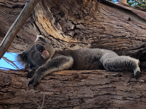 Kangaroo Island - Sleepy