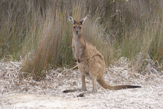 Kangaroo Island - Catch me if you can