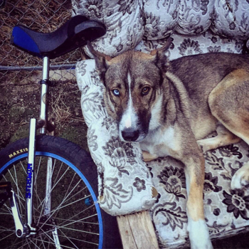 Melbourne - Ziggy Stardog