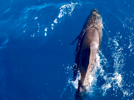 Hervey Bay Marine Park - Gezelschap onderweg